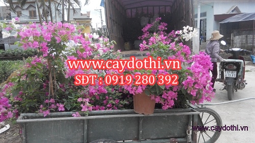 Cây hoa giấy - Công Ty TNHH Lanscape - Cây Xanh Đô Thị Việt Nam